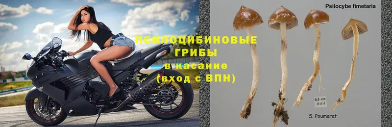 дарк нет как зайти  продажа наркотиков  Гдов  Галлюциногенные грибы MAGIC MUSHROOMS 